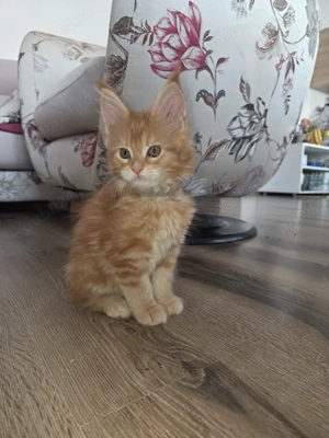 Maine Coon pisicute - imagine 4