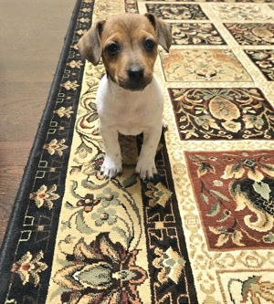 Catel Jack Russell Terrier