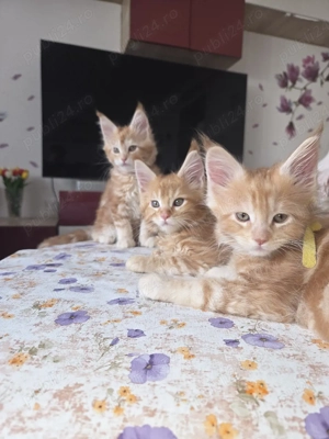 Maine Coon pisicute - imagine 3