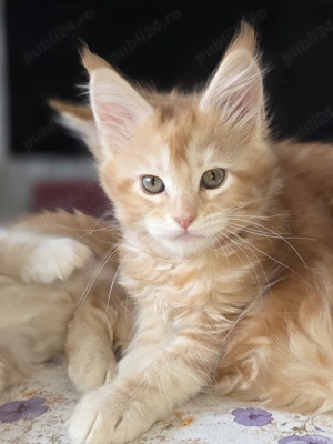 Maine Coon pisicute - imagine 2