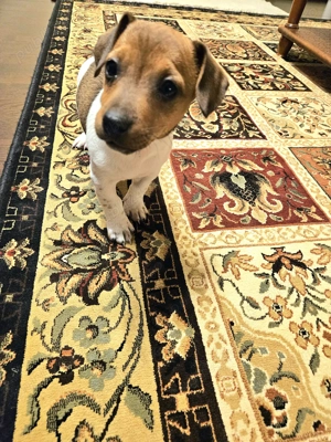 Catel Jack Russell Terrier - imagine 2