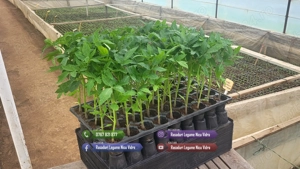 Rasaduri legume : Rasad rosii   tomate ardei castraveti vinete salata - imagine 2