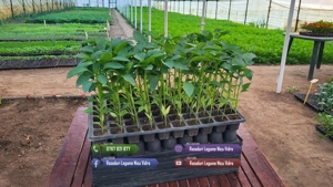 Rasaduri legume : Rasad rosii   tomate ardei castraveti vinete salata - imagine 4