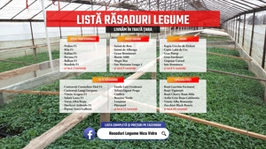 Rasaduri legume : Rasad rosii   tomate ardei castraveti vinete salata
