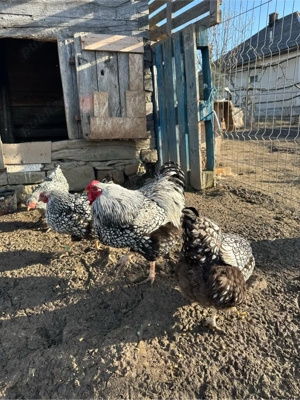 Oua incubat  - imagine 4