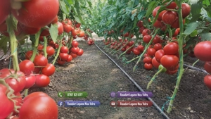 Rasaduri legume : Rasad rosii   tomate ardei castraveti vinete salata - imagine 3