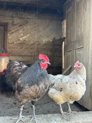 Oua incubat  - imagine 3