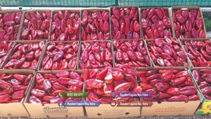 Rasaduri legume : Rasad rosii   tomate ardei castraveti vinete salata - imagine 5