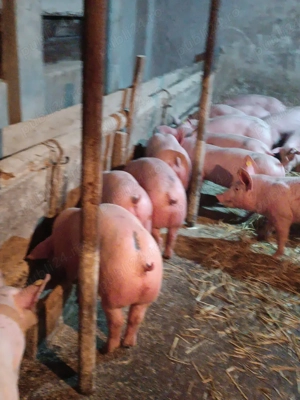 Purcei de carne  - imagine 4