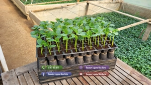 Rasaduri legume : Rasad rosii   tomate ardei castraveti vinete salata - imagine 6