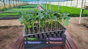 Rasaduri legume : Rasad rosii   tomate ardei castraveti vinete salata - imagine 7