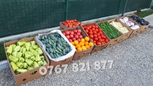 Rasaduri legume : Rasad rosii   tomate ardei castraveti vinete salata - imagine 8