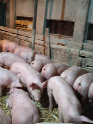 Purcei de carne  - imagine 2