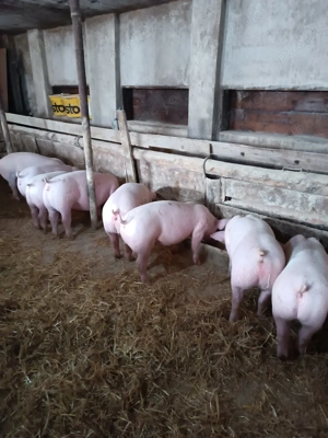 Purcei de carne  - imagine 3