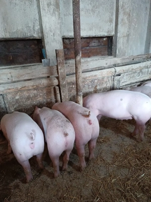 Purcei de carne  - imagine 5