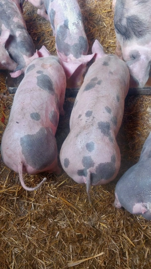 purcei de carne - imagine 3