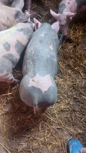 purcei de carne - imagine 4