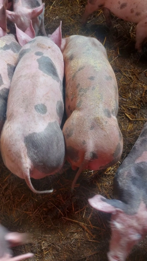 purcei de carne - imagine 2