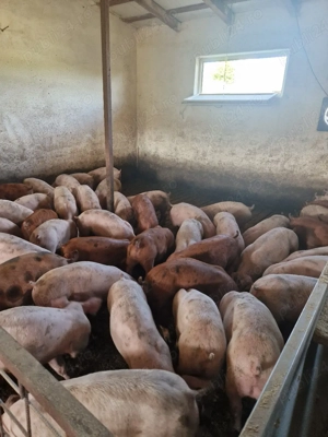 Porci si purcei carne