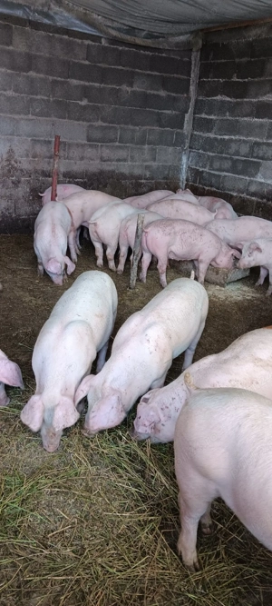 purcei de crescut  - imagine 2