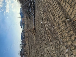 1000 Mp teren casa Campineanca