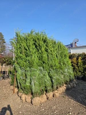 leylandi chiparos tuia 