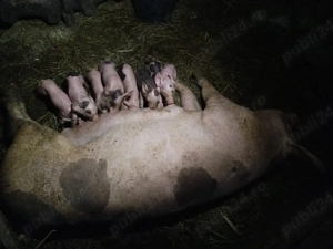 Scroafă cu purcei - imagine 4