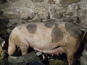 Scroafă cu purcei - imagine 2