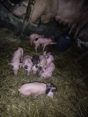 Scroafă cu purcei - imagine 5