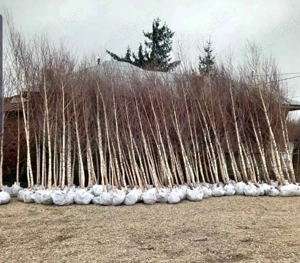 mestecan tei platani Stejar Frasin 