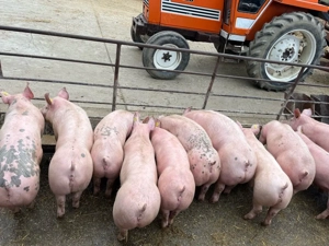 Vând grăsuni - imagine 2