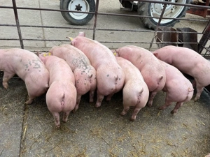 Vând grăsuni - imagine 4