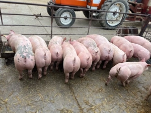 Vând grăsuni - imagine 5