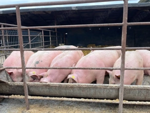 Vând grăsuni - imagine 3