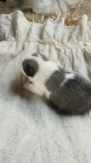 buldog combinație cu bison maltez 