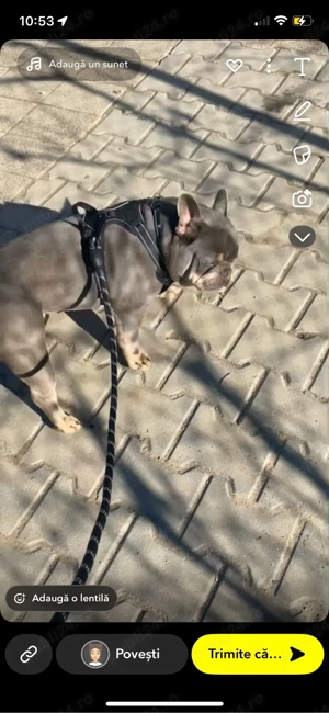 Mascul buldog francez cu pedigree  - imagine 3