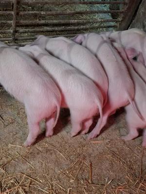 purcei 12 saptamani landrace - imagine 2