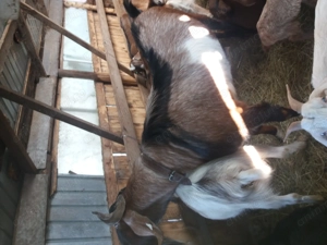 Tap anglonubian... - imagine 2