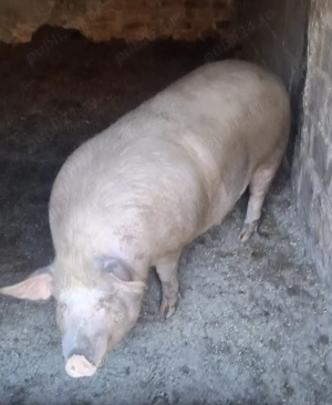 Porci de vânzare  - imagine 4