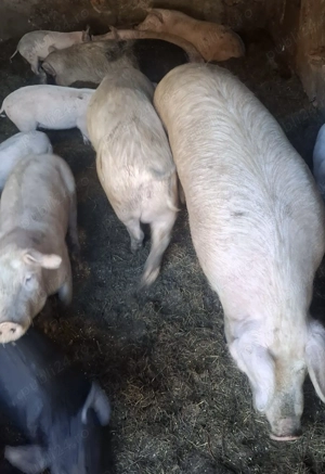Porci de vânzare  - imagine 3
