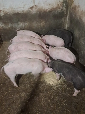 purcei landrace cu hungahib 39