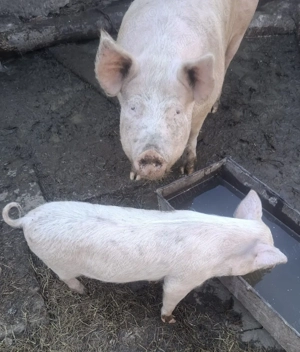 Porci de vânzare  - imagine 5