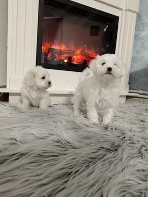Bichon maltez alb - imagine 2