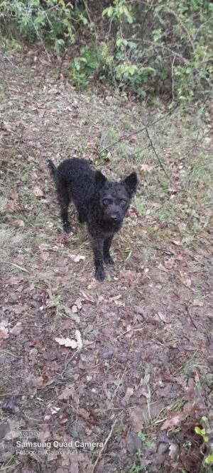 Caini și căței de intors