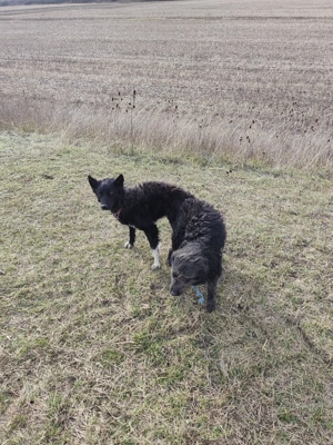 Caini și căței de intors - imagine 2