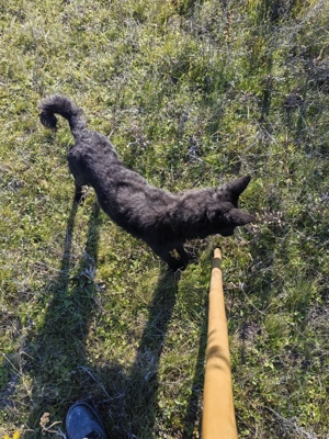 Caini și căței de intors - imagine 3