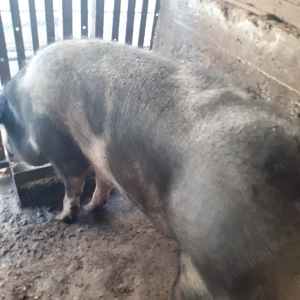 PORC rasa Pietrain - imagine 3