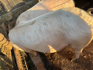 Vând porc rasă de carne (Landrace) - aprox. 90-100 kg - imagine 2
