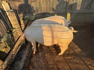 Vând porc rasă de carne (Landrace) - aprox. 90-100 kg - imagine 3