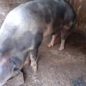 PORC rasa Pietrain - imagine 2